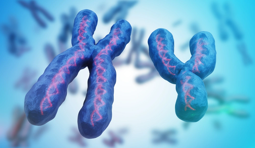 X and Y chromosomes. Genetics concept. 3D rendered illustration.